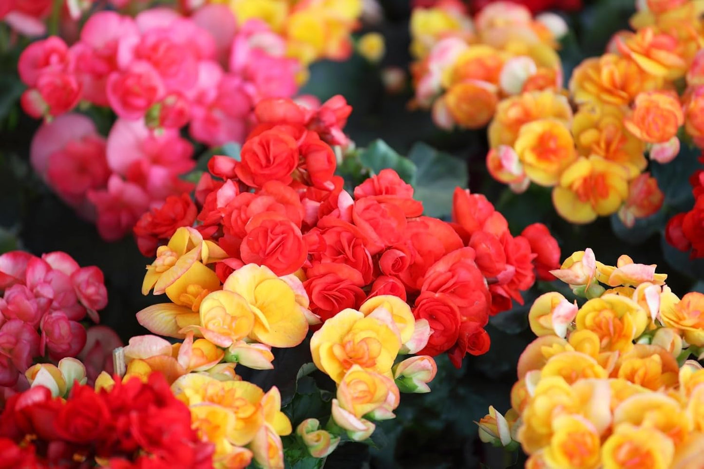 Grow Indoor Begonia Flowers - 3 Healthy Bulbs to Grow Indoors