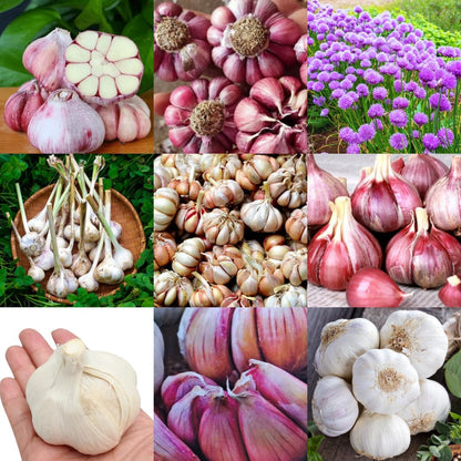 1 Pound Garlic for Planting in Fall Mix Random Softneck Hardneck, 8-10 Assorted Garlic Bulbs for Planting, Fresh and High Yield Bulb Variety Pack, Hardy and Fast Growing