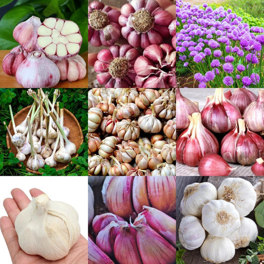1 Pound Garlic for Planting in Fall Mix Random Softneck Hardneck, 8-10 Assorted Garlic Bulbs for Planting, Fresh and High Yield Bulb Variety Pack, Hardy and Fast Growing