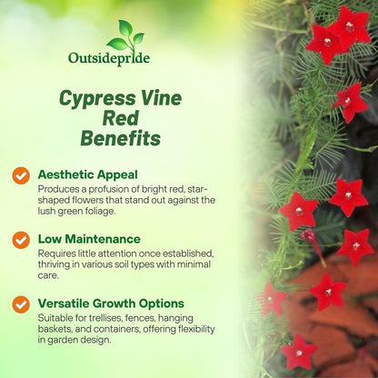 Outsidepride Red Cypress Vine Seeds - 200 Pcs Annual Flower Seeds with Nectar-Rich, Star-Shaped Flowers & Feathery, Fern-Like Leaves for Fences, Trellises, Pergolas & Vertical Gardens