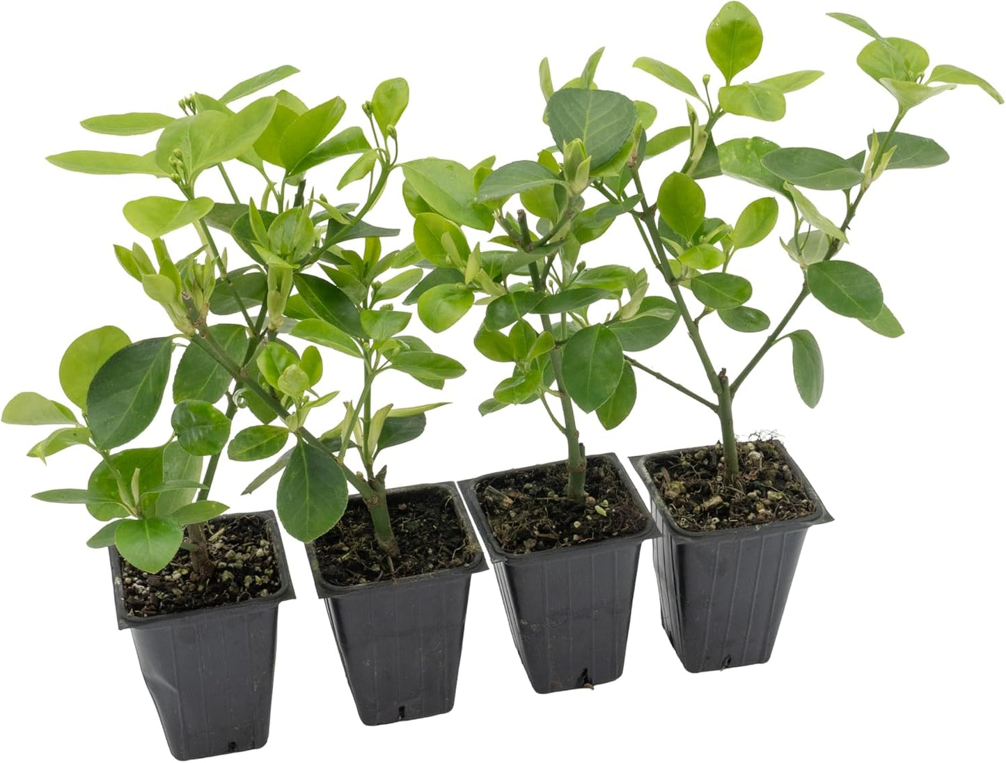 4 Manhattan Euonymus, Live Plants (Euonymus Kiautschovicus ‘Manhattan’) – Evergreen Shrub for Hedges, Thriving in 2.5” Nursery Cubes