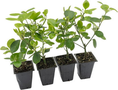 4 Manhattan Euonymus, Live Plants (Euonymus Kiautschovicus ‘Manhattan’) – Evergreen Shrub for Hedges, Thriving in 2.5” Nursery Cubes