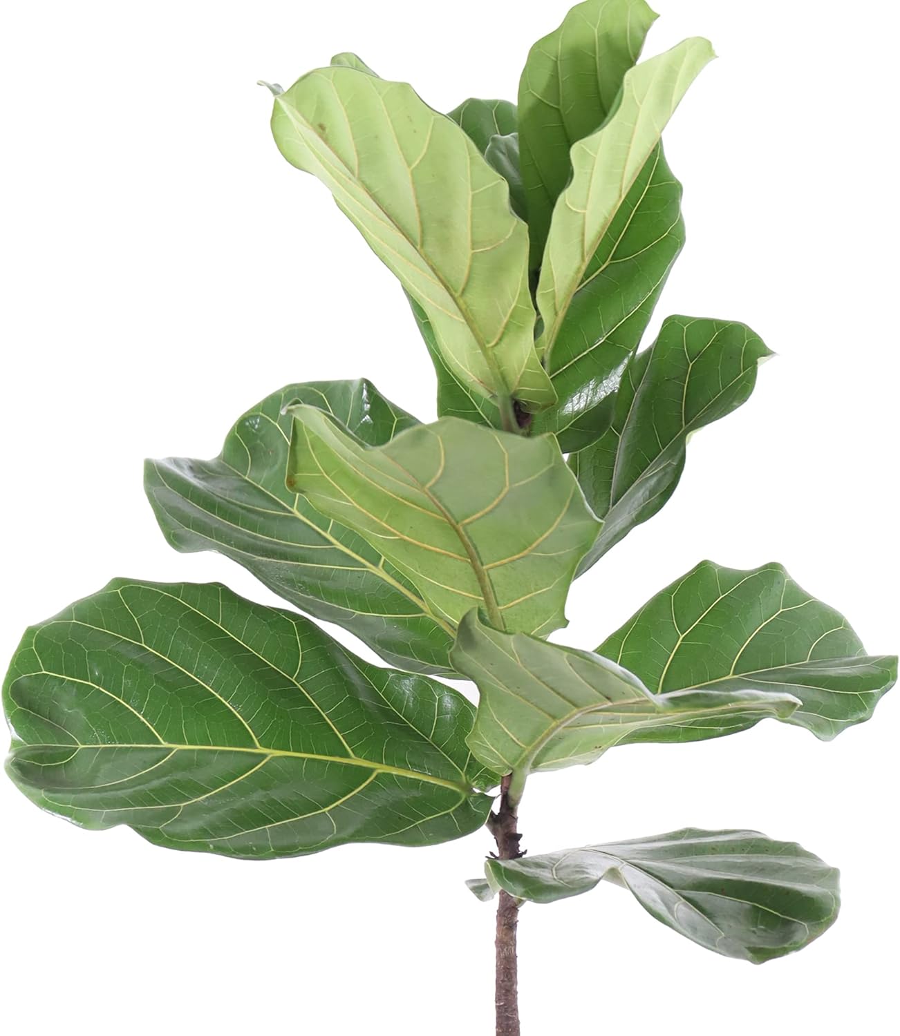 United Nursery Fiddle Leaf Fig – Ficus Lyrata Standard Tree in 10” Grower Pot – 24–34 Inches Tall – Upright Indoor Plant with Large Green Leaves – Easy-Care Tropical Houseplant for Home or Office