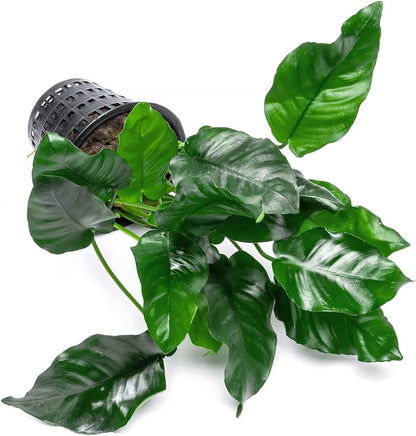SubstrateSource Anubias Live Aquarium Plants - Potted Freshwater Plant for Fish Tanks, Terrariums - Beginner Friendly Low Light (Nana, Mother Plant)