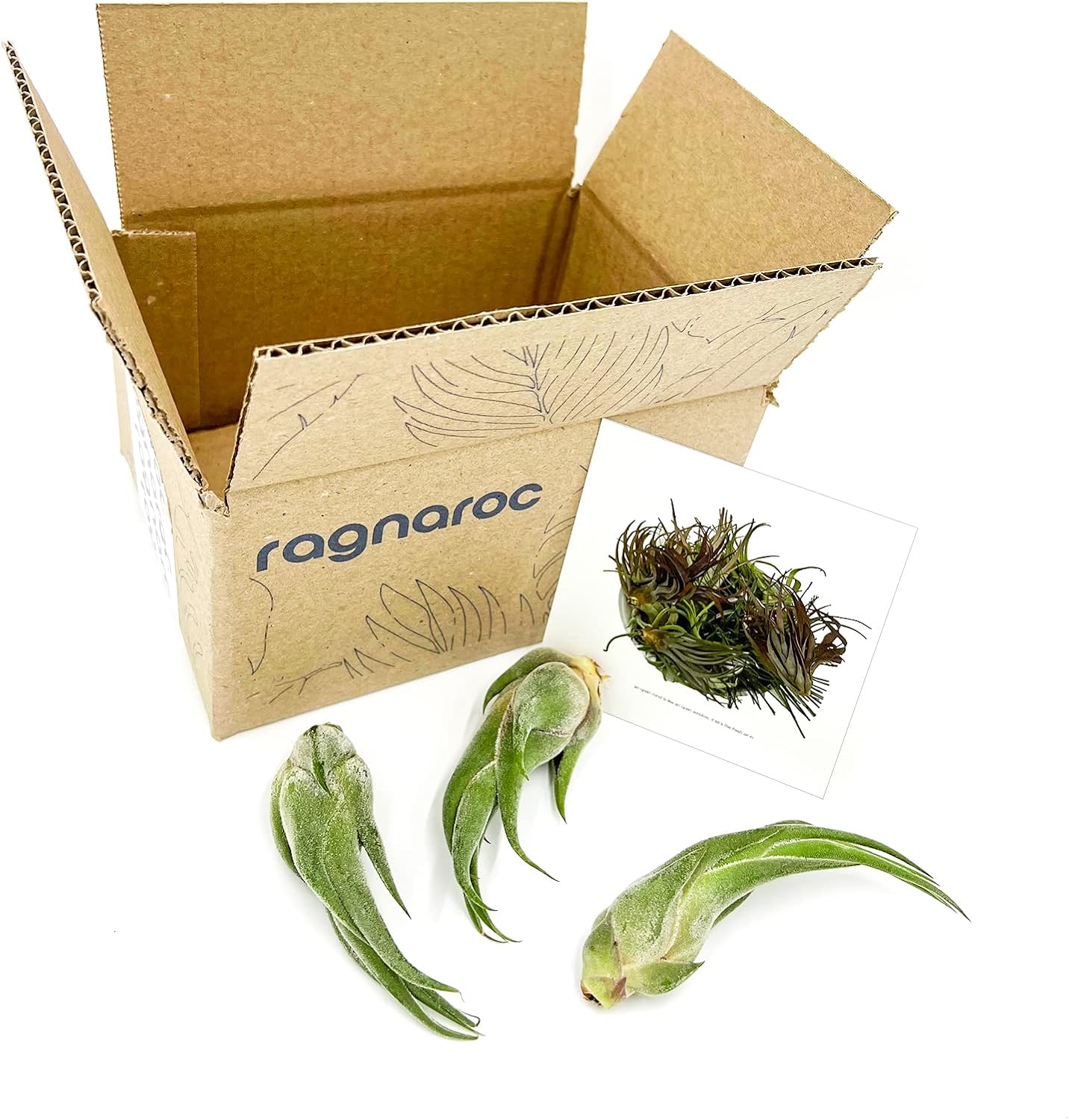 ragnaroc Air Plants - Tillandsia Seleriana, Large 4-6" - 3ct - Live Arrival Guaranteed - House Plants for Home Decor & Gift