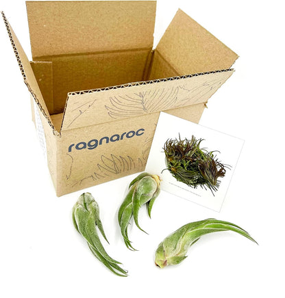 ragnaroc Air Plants - Tillandsia Seleriana, Large 4-6" - 3ct - Live Arrival Guaranteed - House Plants for Home Decor & Gift