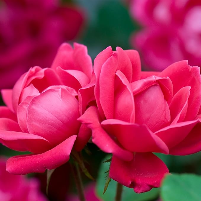 Knockout ' Double Rose, 1 Gallon, Cherry Red
