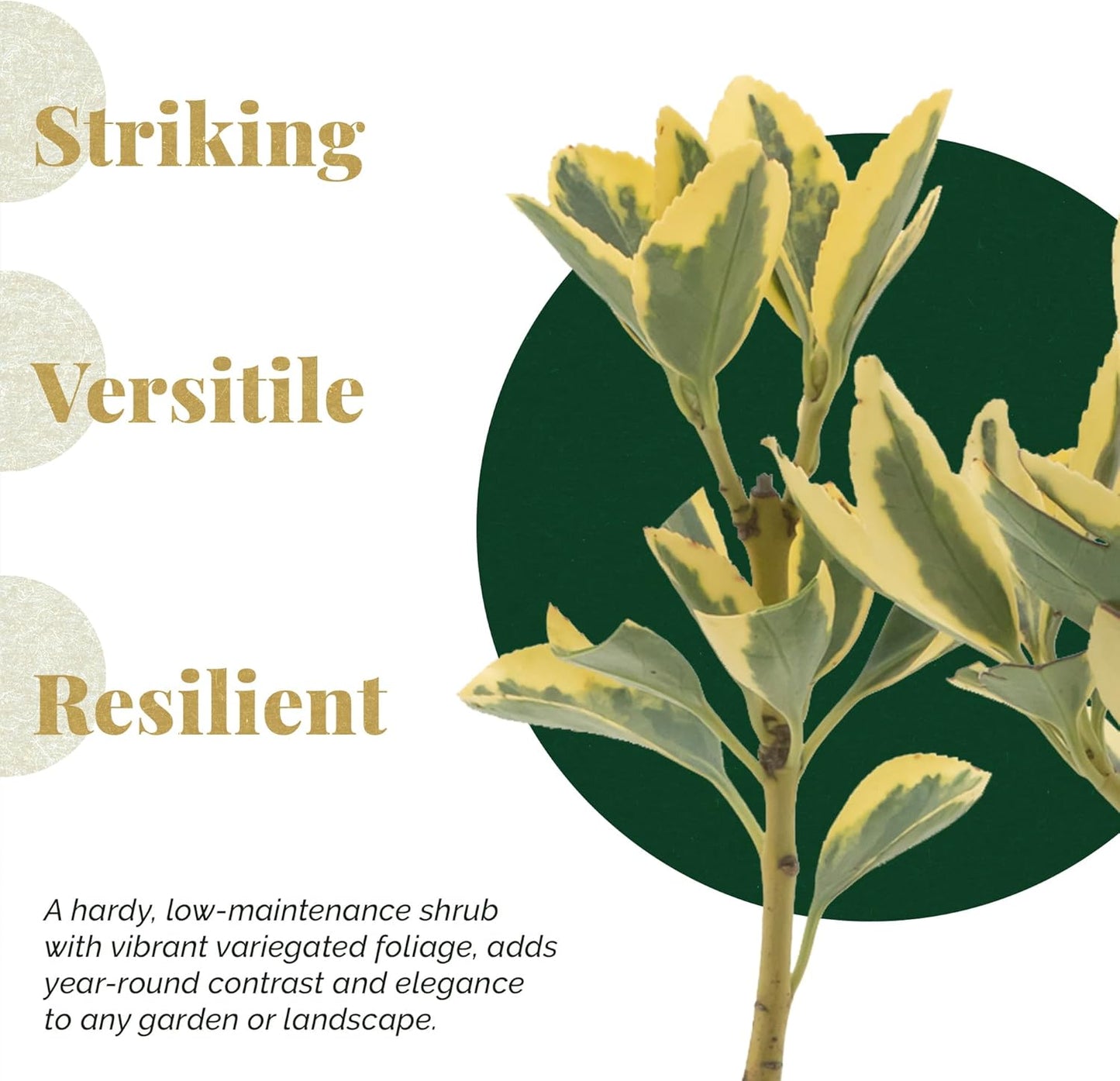 12 Silver King Euonymus, Live Plants – Euonymus Japonica – Hardy Variegated Evergreen Shrub in 2.5” Nursery Cubes – Low-Maintenance & Highly Adaptable for Landscaping