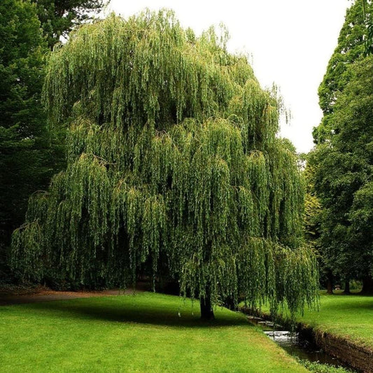 Weeping Willow - 1 Gallon Established Potted Plant - Salix babylonica, Fast Growing Tree, Shade Tree,