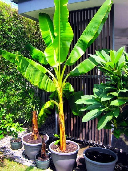 Seeds Exotic Ornamental Banana Tree Fruits for Planting Beatuful Non GMO