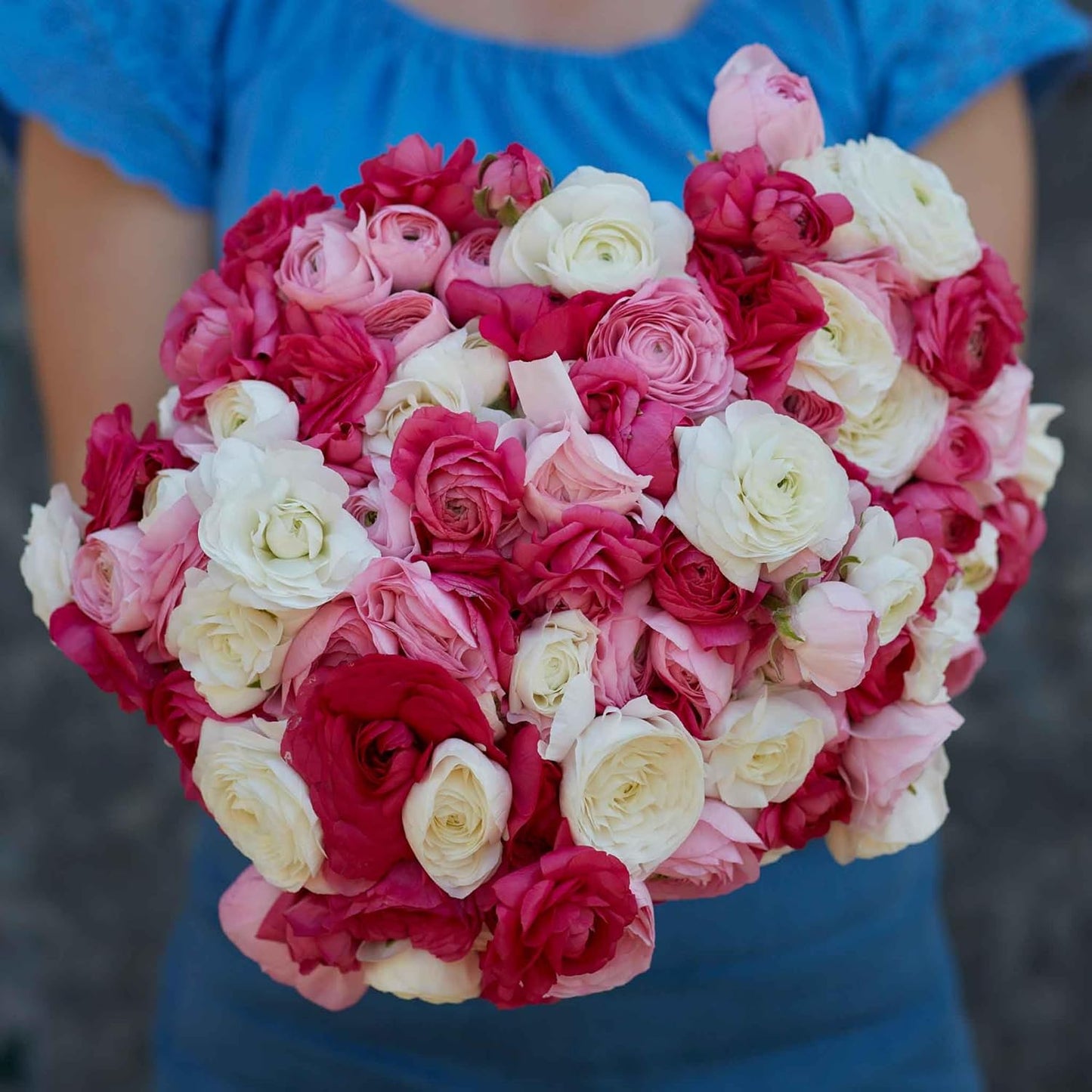 Eden Brothers Ranunculus Bulbs - Homecoming Mix