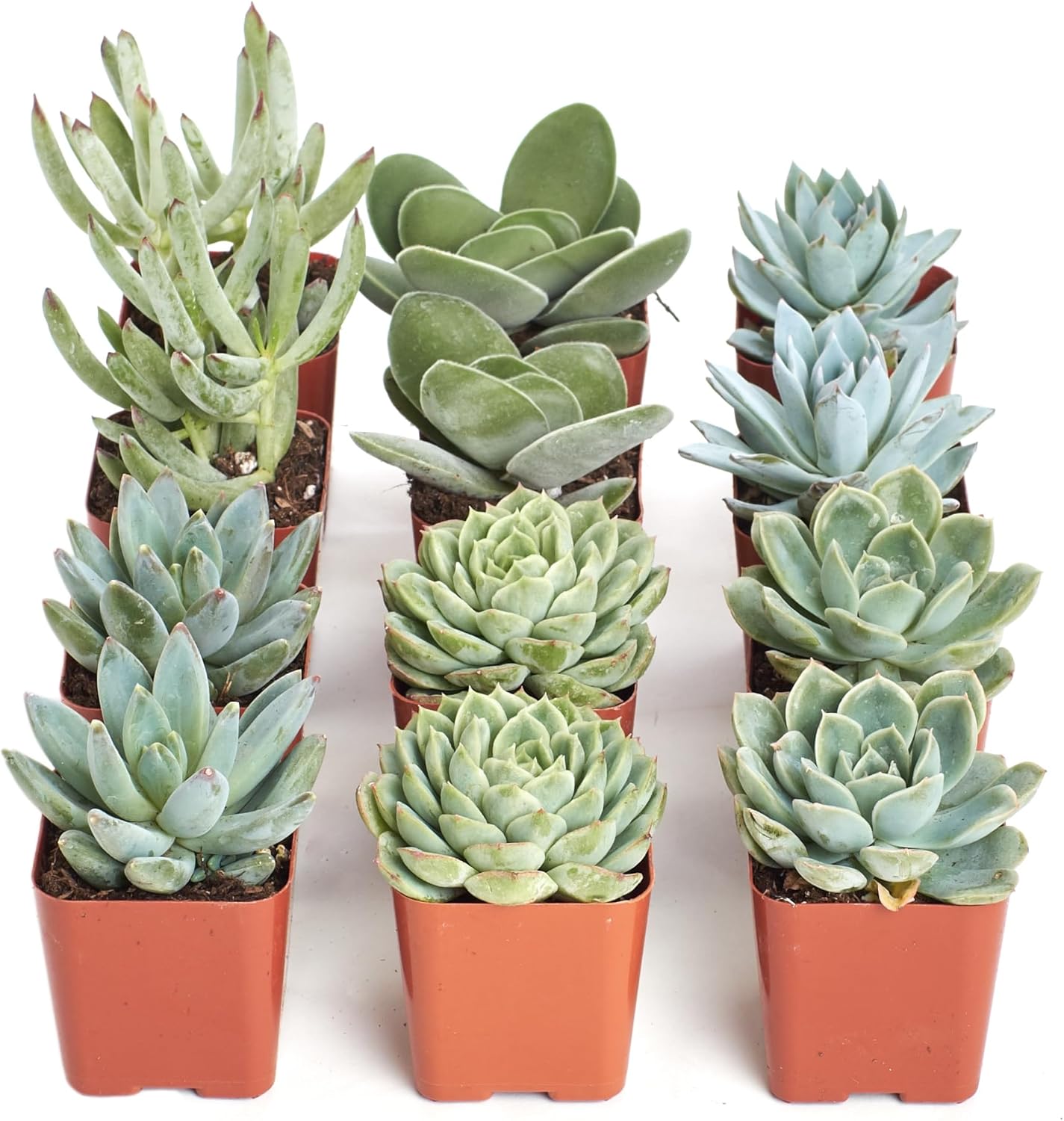 Shop Succulents Blue & Green Succulent Plant Pack Collection - Live Mini Succulent Plants, Low Maintenance, Mixture of Textures - Wedding and Party Favors, Gift & Garden, Pack of 12