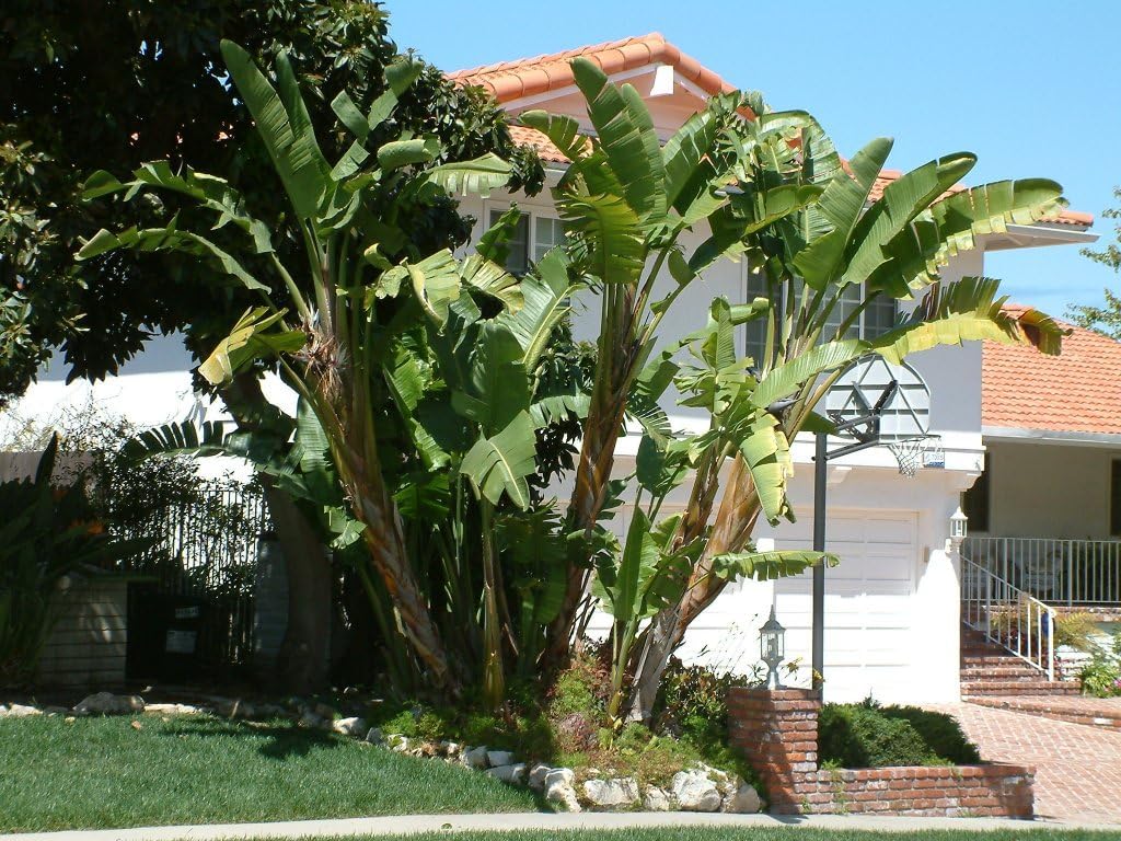 Bird of Paradise - White - Strelitzia Nicholai. (2 White BoP in Sac)