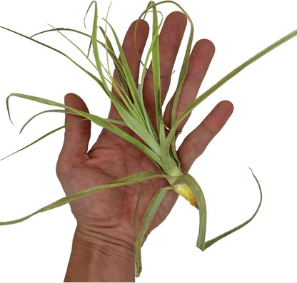 ragnaroc Air Plants - Tillandsia Straminea Jumbo 6-9" - 5ct - Live Arrival Guaranteed - House Plants for Home Decor & Gift