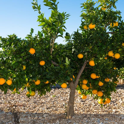 Valencia Orange Tree, Sweet Orange Tree 2 Feet from Pot Base, Mature Fruit Trees in Gallon Pot, Outdoor Plant Live for Gardening No Ship to CA