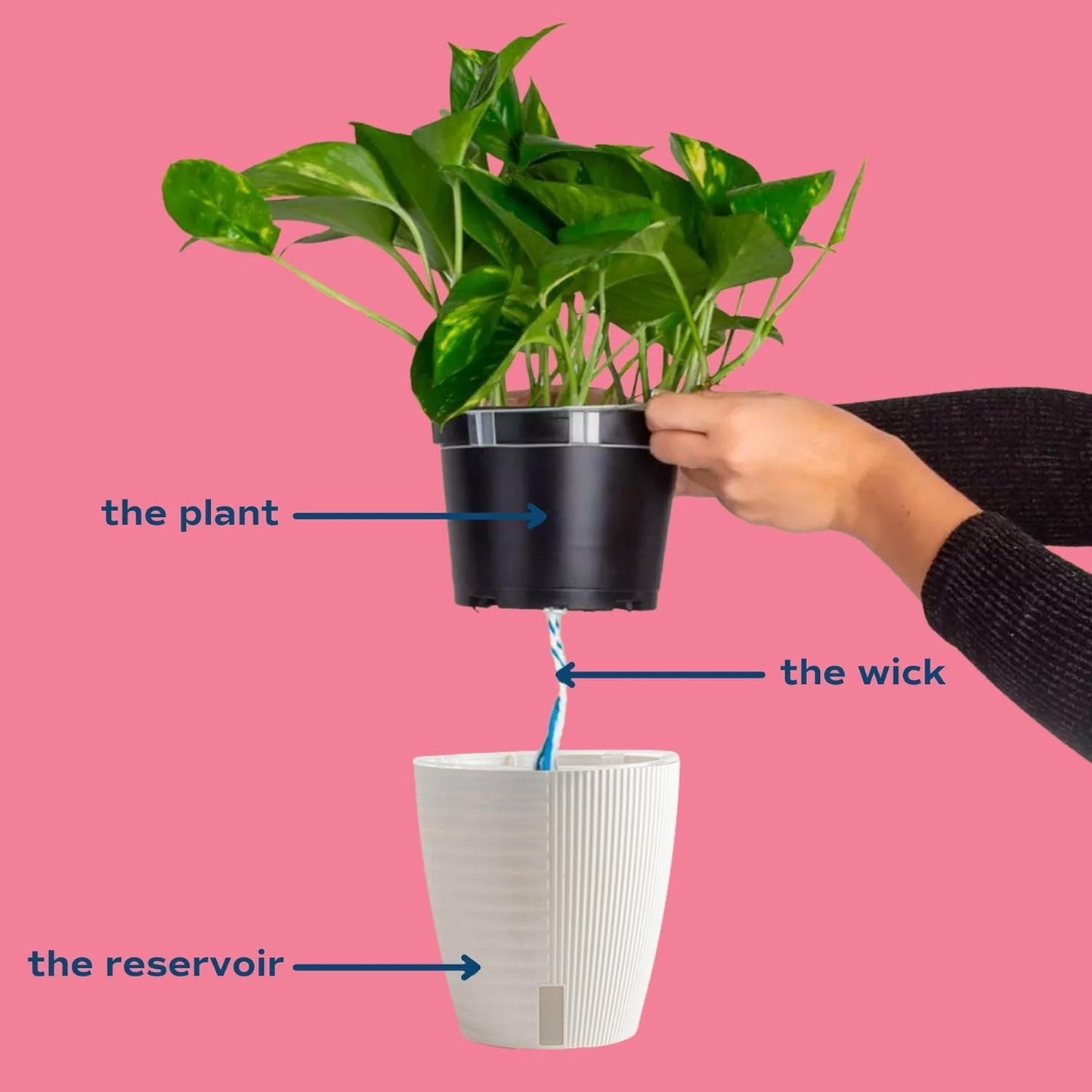 Costa Farms Lemon Top Pothos, Rare Unique Live Indoor Plant in 6-Inch Self-Watering Houseplant Pot, Potting Soil, Trending Tropicals Collection, Room and Home Decor