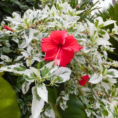 2 Hibiscus Live Plants, Clump 8-12” Tall, Hardy Hibiscus Plants Live, Hibiscus Trees Flowering Shrub (Snow Queen Hibiscus)