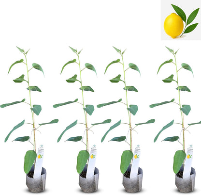 Lemon Eucalyptus (Corymbia citriodora) Live Plant - Fragrant Indoor/Outdoor Plant with Natural Insect Repellent Citronella Oil (4 eucal-Lemon sacs)