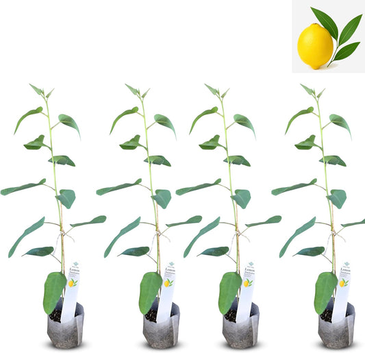 Lemon Eucalyptus (Corymbia citriodora) Live Plant - Fragrant Indoor/Outdoor Plant with Natural