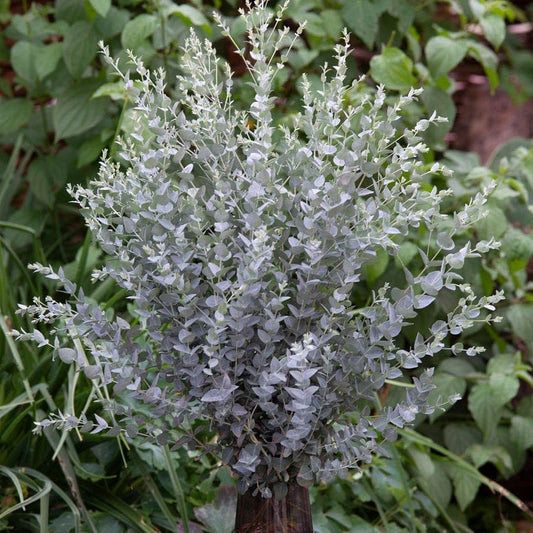 Park Seed Grow Your Own Eucalyptus Seeds Plant, Perfect for Indoor Growing and Spring Garden, Moon Lagoon, Pack of 25