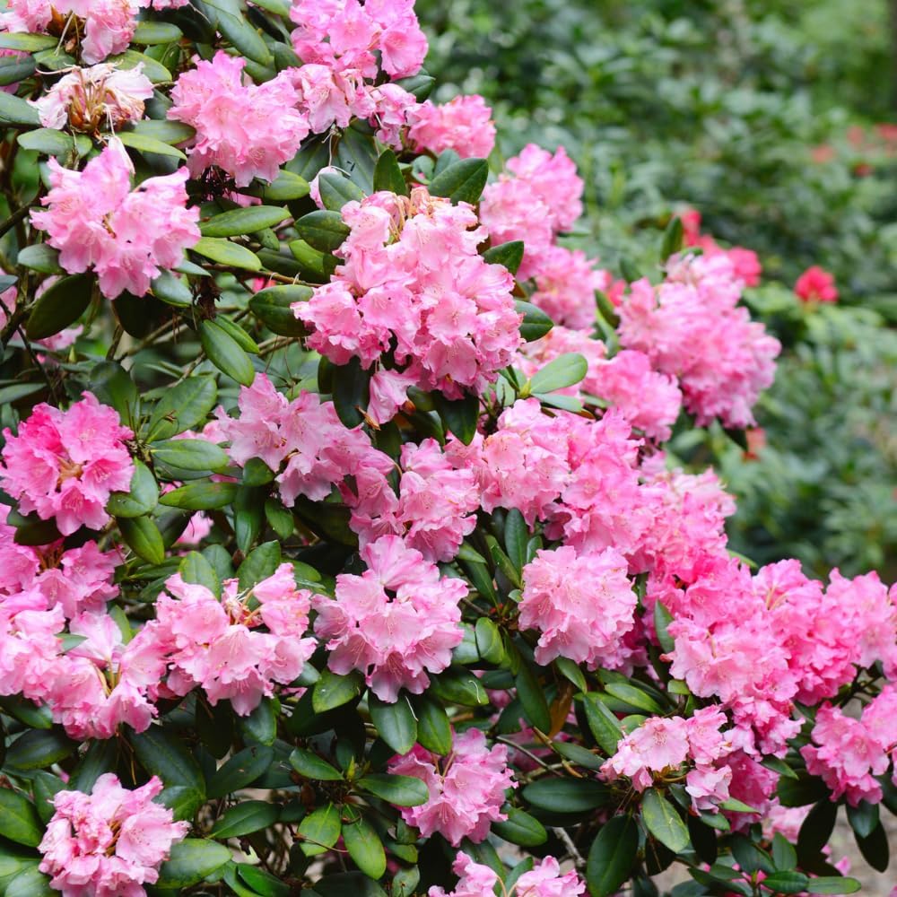 Rhododendrons Plant Live, Pink White Rhododendron Shrub, Large Flowering Tree 1 Gallon Potted for Gardening