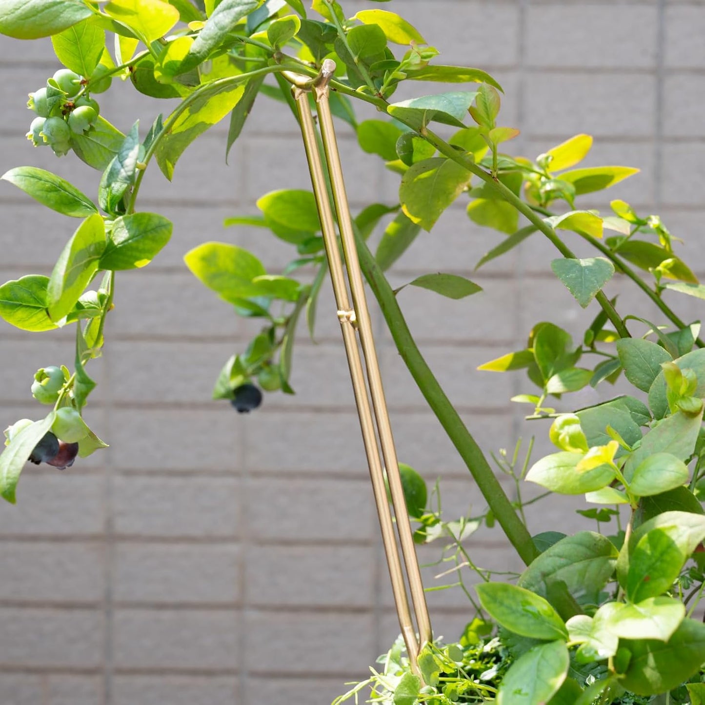 3PCS Plant Support Stakes – Durable Gold Metal Supports for Monstera, Philodendron & More - Ideal Trellis Structures for Indoor & Outdoor Gardening - Perfect for Small to Tall Plants