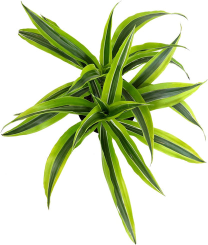 Dragon Tree Easy Plant 6 Inch Plant Pot, Real Plants for Living Room Decor, Office Plant, Low Light House Plants, House Plants Indoors Live Plants Indoor Plants Live Houseplants by Plants for Pets