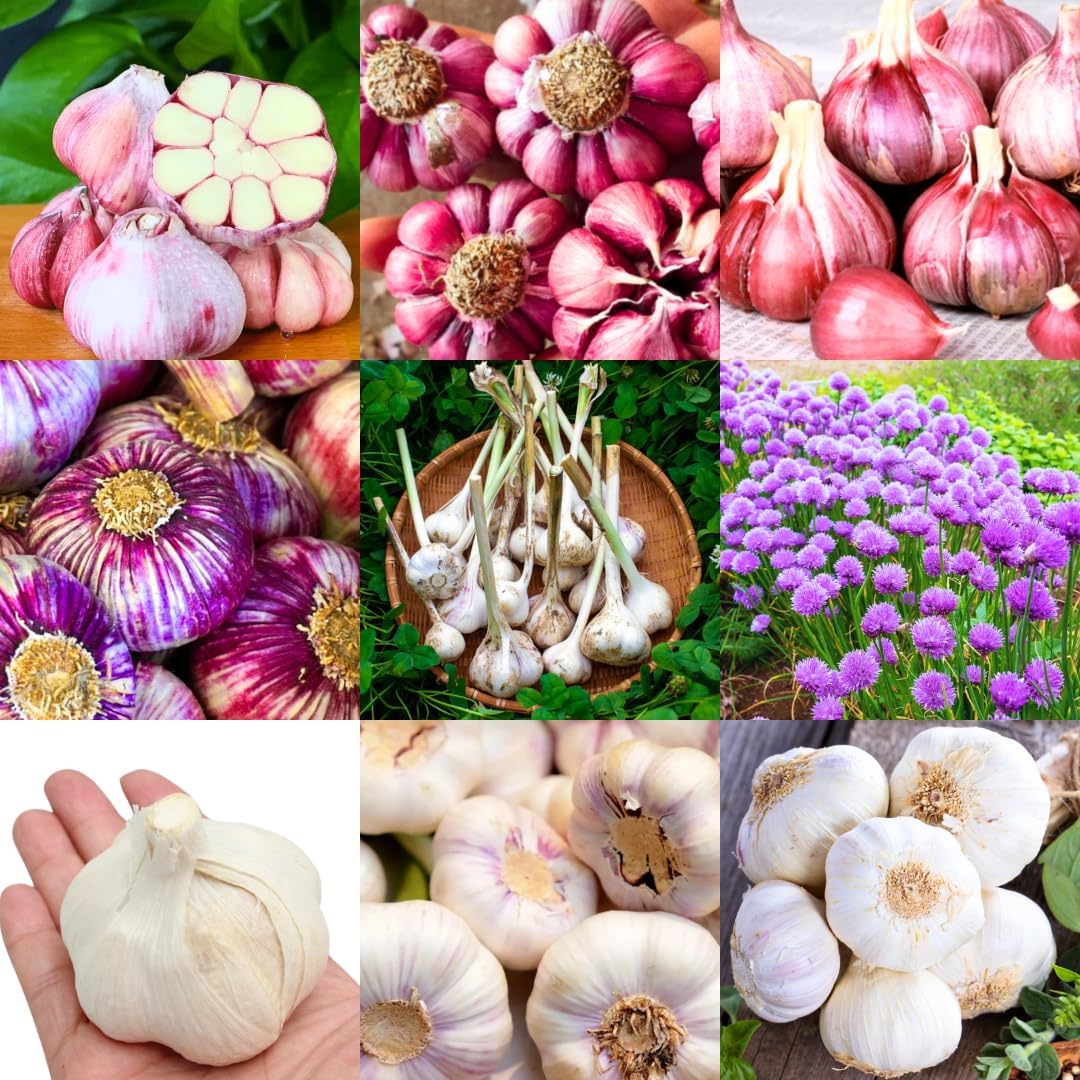 1 Pound Hard Neck Garlic for Planting in Fall, Assorted Mixed Garlic Bulb for Planting, Fresh and High Yield, Cold Hardy, Planting Softneck Hardneck