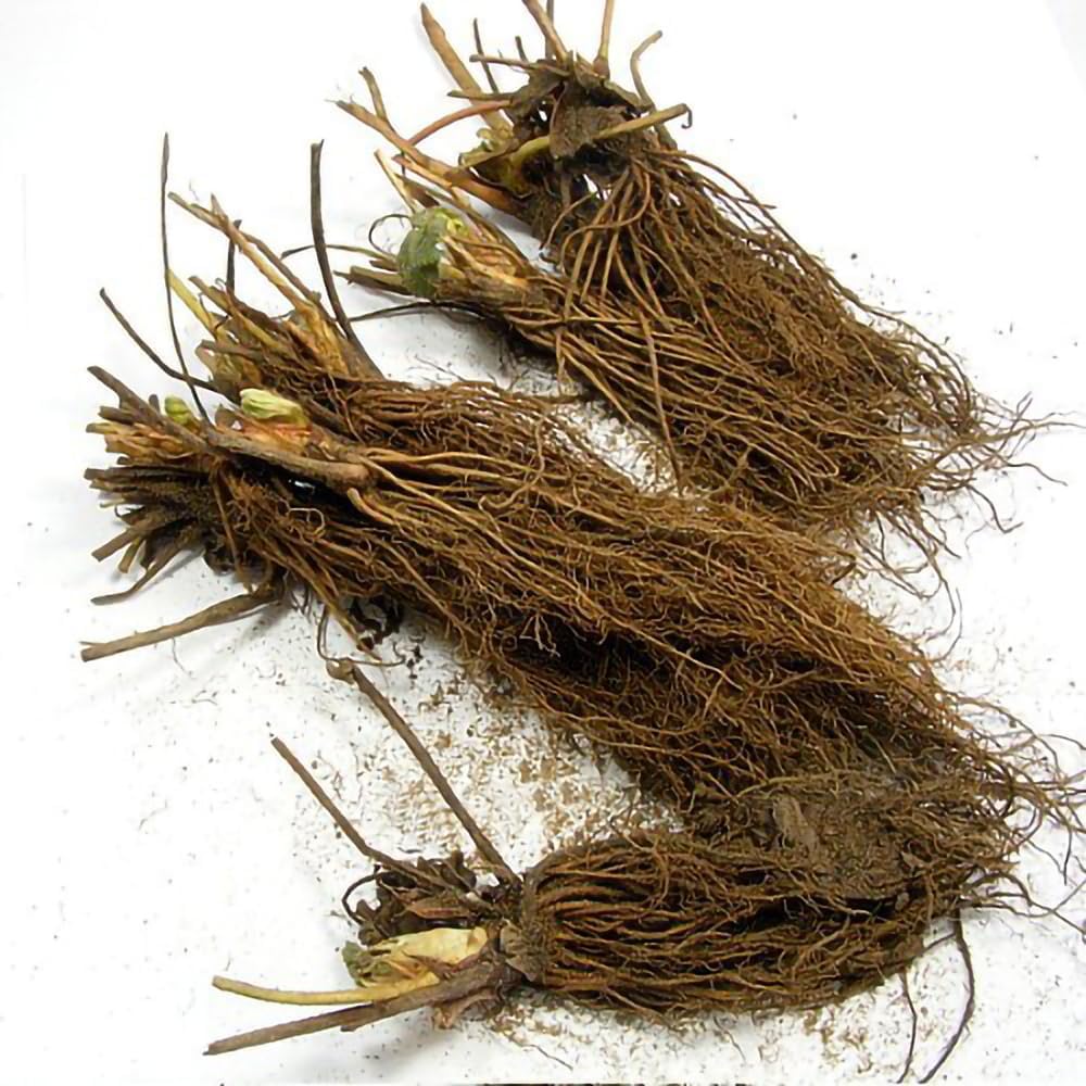White Carolina Pineberry Plants - 10 Roots -Bareroot-Pineapple/Strawberry Flavor - Grow Indoors or Out