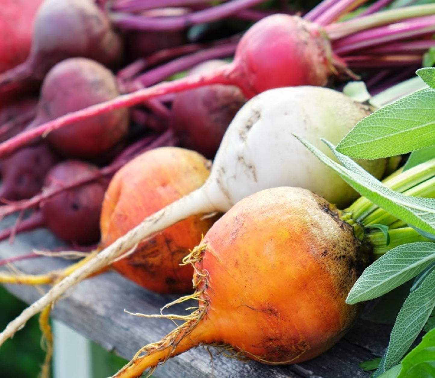 Beet Seeds for Planting - Plant & Grow Heirloom Beet Varieties Home Outdoor Vegetable Garden – Easy Grow Planting Packets, Beta vulgaris – 2 Packets of Each Variety