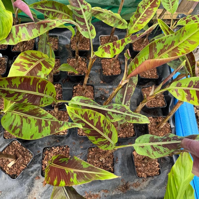 Zebrina Banana Plant Live, 4-6" Tall Well-Rooted for Indoor Tropical Displays, Cold Hardy Banana Fruit Tree