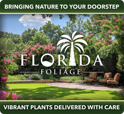 Ligustrum Japonicum 'Howardi' - 10 Live Plants - Evergreen Privacy Hedge Yellow Tip Shrub