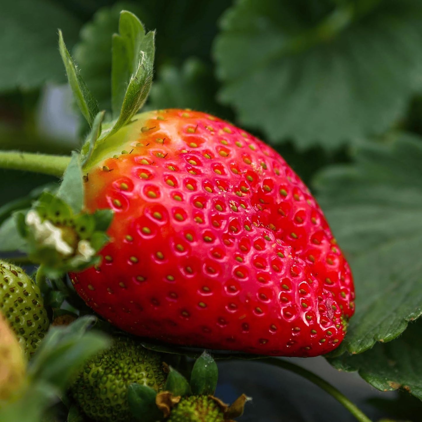 Cabot June-Bearing Bare Root Strawberry Plants - Grow Extra-Large, Extra-Sweet Strawberries - Strawberry Plants from Hand Picked Nursery (25)