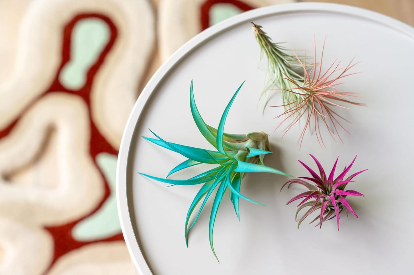 Coral Colorful Tillandsia Air Plants - Long Lasting Color Enhanced Live Tillandsia Succulent House Plants - Home and Garden Decor - Easy Care Indoor/Outdoor Plants (Argentea Thin, Pack of 3)