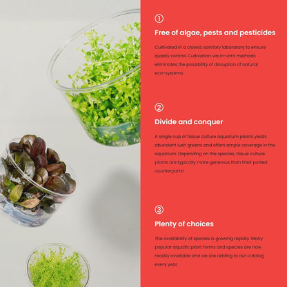 Ultum Nature Systems Glossostigma Elatinoides Tissue Culture Live Plant for Aquarium, Aquascape, Freshwater Fish Tanks - 100% Snail Free in Vitro