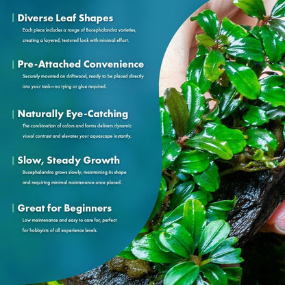 SubstrateSource Live Planted Decor - Bucephalandra Mix on Driftwood (Farmed) - Green Iridescent Aquatic Plants, Low to Medium Light, Foreground to Midground Tank Placement for Aquascaping - 3 Pack