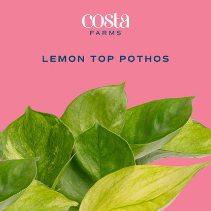 Costa Farms Lemon Top Pothos, Rare Unique Live Indoor Plant in 6-Inch Self-Watering Houseplant Pot, Potting Soil, Trending Tropicals Collection, Room and Home Decor