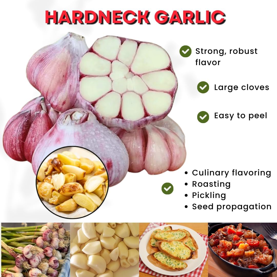 1 Pound Hard Neck Garlic for Planting in Fall, Purple Garlic Bulb for Planting, Fresh and High Yield, Cold Hardy, Planting Softneck Hardneck