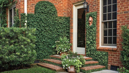 Creeping Fig Plant Ficus Pumila Climbing Vine - 30 Live Fully Rooted Plants