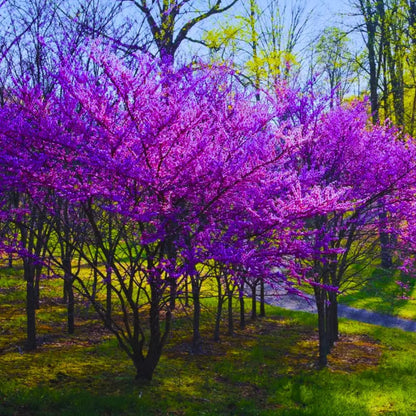 5 Dormant Eastern Redbud Trees Live Plants Seedlings Bare Roots, 6 to 13 Inc Tall Red Bud Trees Live Plants, American Redbud Tree, Cold Hardy