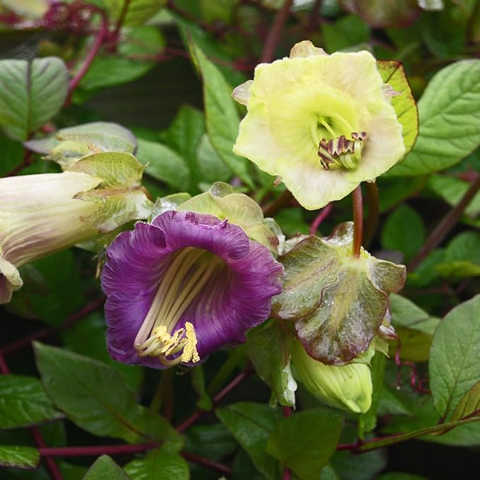 Outsidepride 200 Seeds Perennial Cobaea Cup & Saucer Vine Flower Seed Mix for Planting
