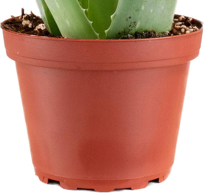 Shop Succulents Aloe Vera Succulent Plant, Hard to Kill Plants, Fully Rooted Live 4" Succulent Plant, Low Maintenance Indoor Plant, Hardy Trailing Succulents, Gift & Garden