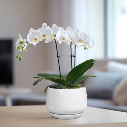 G EPGardening Ceramic Pots for Plants - 6 Inch Planter for Indoor Plants, Flower Pots with Drainage and Ceramic Tray, Modern Office Decor, Gifts for Plant Lovers, White