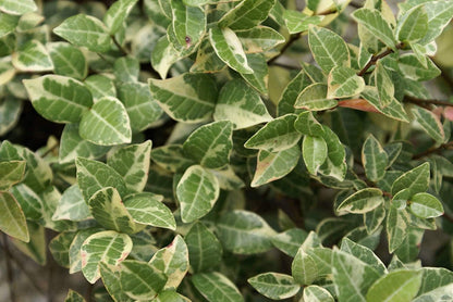 Variegated Asiatic Jasmine | 30 Live Plants | Trachelospermum Asiaticum | Fast Growing Ground Cover, Evergreen Foliage, Low Maintenance Vine, Landscaping Shrub, Drought Tolerant Plant