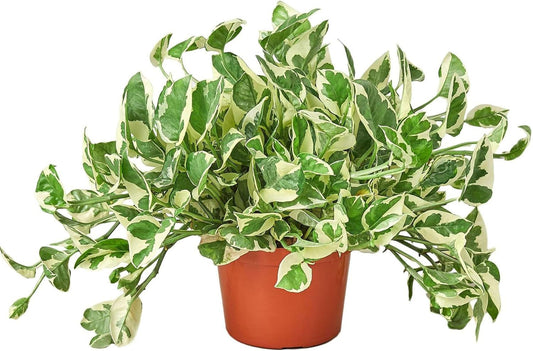 Pothos 'N'joy' Live Plant for Indoor | Different Houseplants in 4'' & 6'' Pot | Real House Plant for Living Room, Office, Desk & Bathroom | Epipremnum Aureum