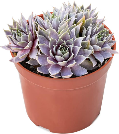 4-inch Succulent Sempervivum 'Grey Lady', Live Succulents Plants Fully Rooted in Pots with Soil, Easy-Care House Plants for DIY, Home Office Decoration