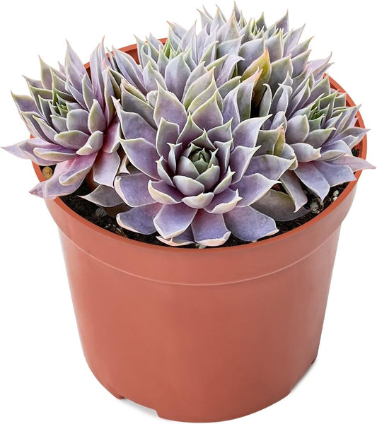 4-inch Succulent Sempervivum 'Grey Lady', Live Succulents Plants Fully Rooted in Pots with Soil, Easy-Care House Plants for DIY, Home Office Decoration