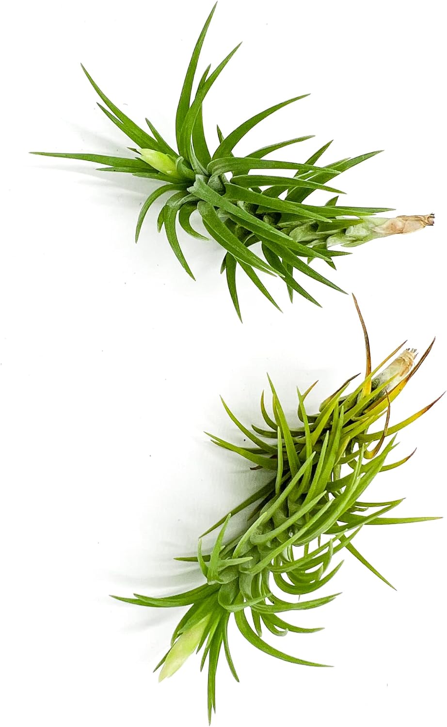 ragnaroc Live Air Plants – Tillandsia Araujei, Large 5” – 2ct – Live Arrival Guaranteed – House Plants for Home Décor & Gift