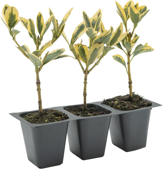 3 Silver King Euonymus, Live Plants – Euonymus Japonica – Hardy Variegated Evergreen Shrub in 2.5” Nursery Cubes – Low-Maintenance & Highly Adaptable for Landscaping