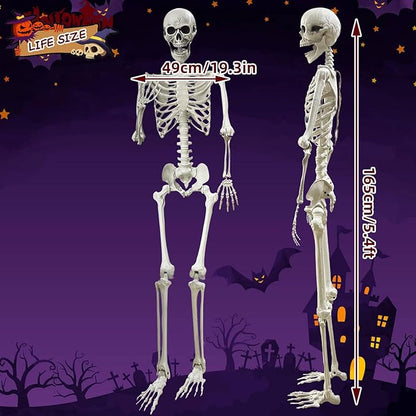 Lodou 5.4Ft Posable Life Size Human Adult Skeletons Plastic Human Bones with Movable Joints for Halloween Decoration